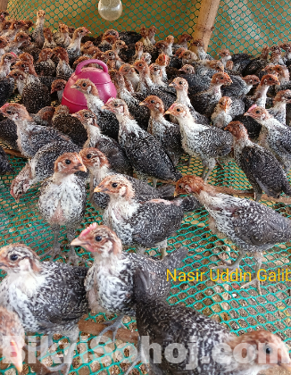 মিশরীয় ফাওমি মুরগি
